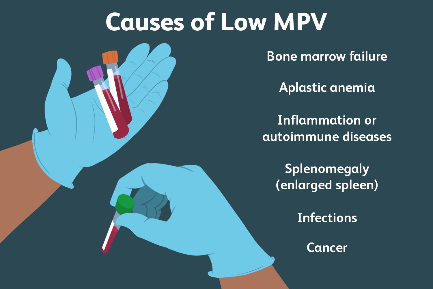 Understanding MPV (Mean Platelet Volume) in Blood Tests E Phlebotomy