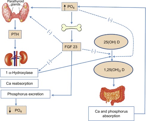 Understanding Normal Phosphorus Levels in the Body - E Phlebotomy Training