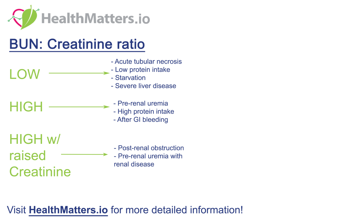 Understanding the Significance of a High BUN to Creatinine Ratio - E ...